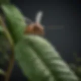 Close-up of a gnat on a plant leaf