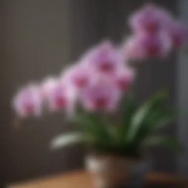 Elegant Orchid Arrangement Close-up of a stunning orchid display