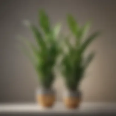 An elegant snake plant with its striking vertical leaves against a modern decor background